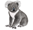 Koala ##STADE## - manto 52