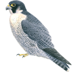 Falco peregrinus ##STADE## - manto 29